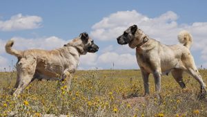 Kangal Köpeği
