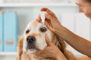 Kedi ve Köpeklerde Rutin Kontrol