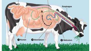Suni Tohumlama Nedir