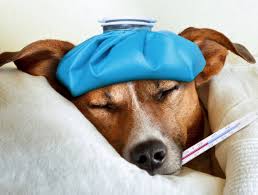 Köpek Hastalıkları