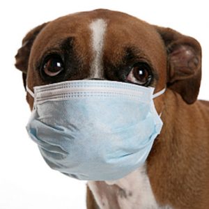 Köpeklerde Viral ve Bakteriyel Hastalıklar